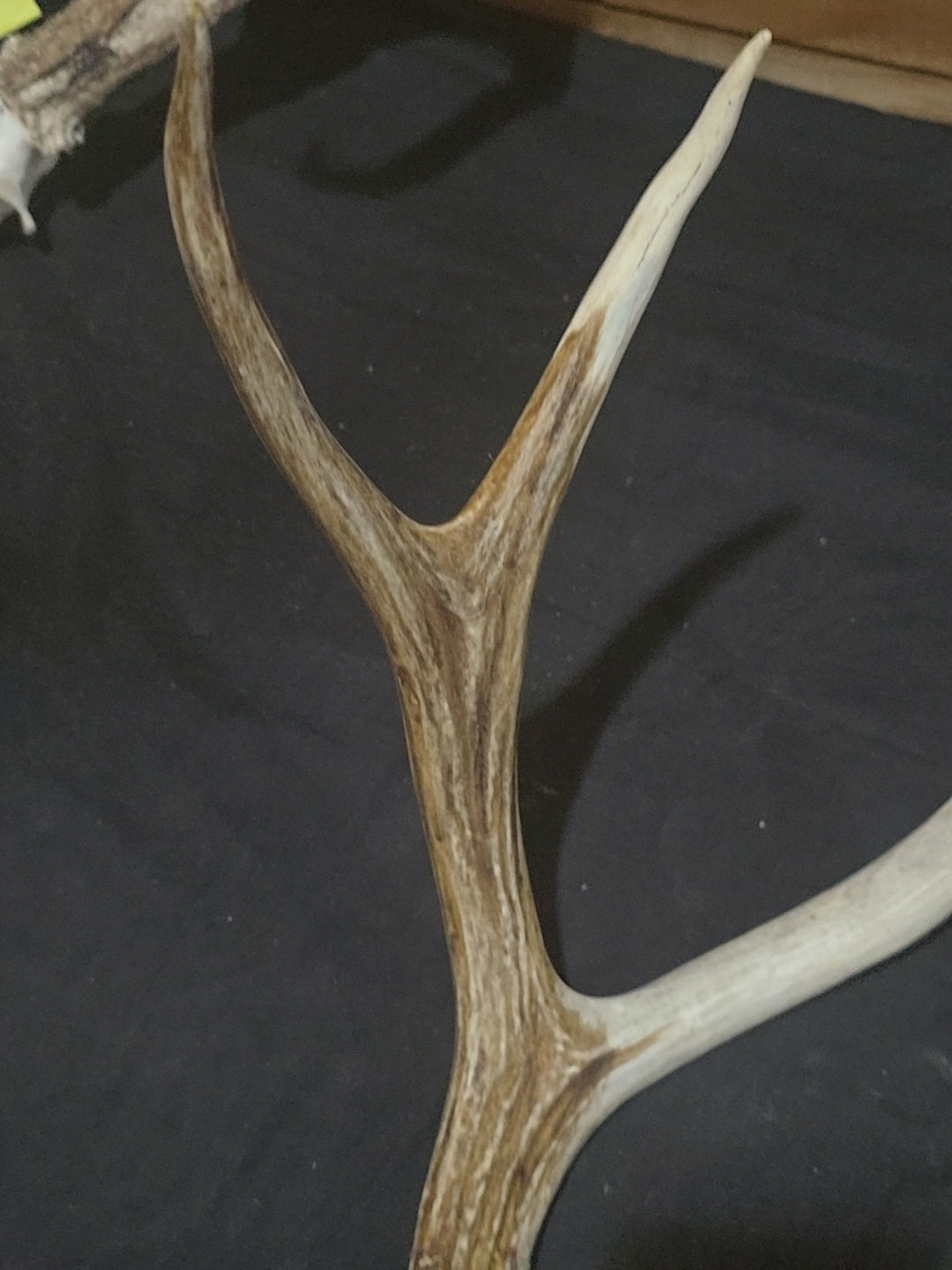 VAT Antler Stain – Velvet Antler Technologies